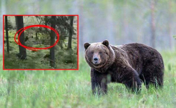 Niedźwiedź polował tuż przy szlaku do Morskiego Oka. Wideo przestrogą dla turystów