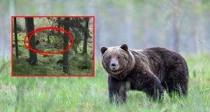 Niedźwiedź polował tuż przy szlaku do Morskiego Oka. Wideo przestrogą dla turystów