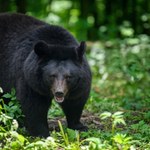 Niedźwiedź przebił szybę i wszedł do budynku. Trzy osoby ranne