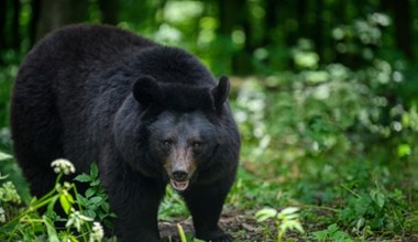 Niedźwiedź przebił szybę i wszedł do budynku. Trzy osoby ranne