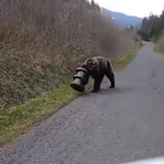 Niedźwiedź przez 17 dni błąkał się po Tatrach z cylindrem na głowie. Został uratowany