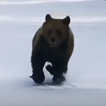 Niedźwiedź ruszył w pogoń za narciarzem. Mężczyzna chciał ratować innych