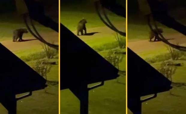 Niedźwiedź spacerował między domami. Zobacz, co uchwyciła kamera