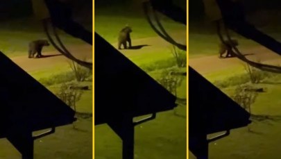 Niedźwiedź spacerował między domami. Zobacz, co uchwyciła kamera