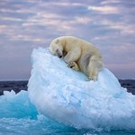 Niedźwiedź spał na bryle lodu. Przejmujące zdjęcie wygrało słynny konkurs