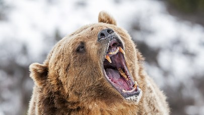 Niedźwiedź stoczył się na auto. Kobieta chce odszkodowania