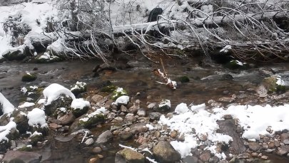 Niedźwiedź uratowany z potoku. "Wygląda na to, że ma się lepiej"