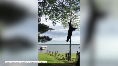 Niedźwiedź utknął na drzewie. Strażacy go uśpili i opuścili na linie