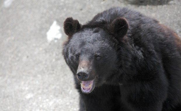 Niedźwiedź w centrum miasta, prawie 100 szkół zamkniętych. Alert w Japonii