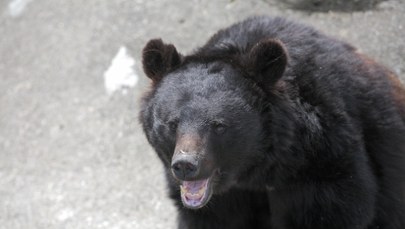 Niedźwiedź w centrum miasta, prawie 100 szkół zamkniętych. Alert w Japonii
