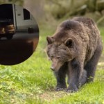 podkarpackie Niedźwiedź w centrum polskiego miasta. Nagrania obiegły internet