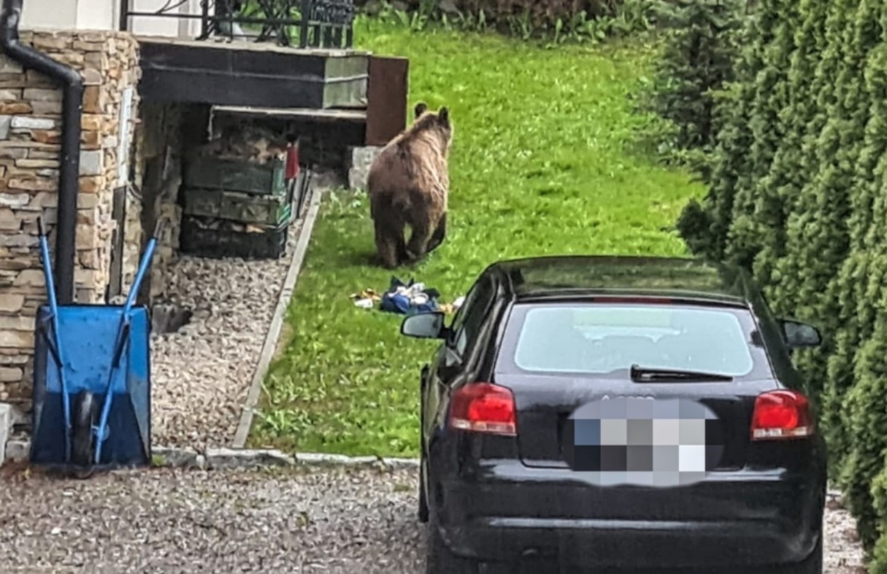 Niedźwiedź w centrum Zakopanego! Policja ostrzega