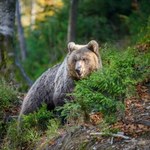 Niedźwiedź w Małopolsce. Wójt gminy ostrzega mieszkańców