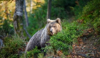 Niedźwiedź w Małopolsce. Wójt gminy ostrzega mieszkańców