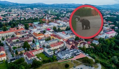 Niedźwiedź w Nowym Sączu. Mieszkańcy są proszeni o zostanie w domach