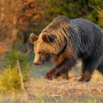 Niedźwiedź widziany w pobliżu domów. Mieszkańcy Limanowej muszą uważać 