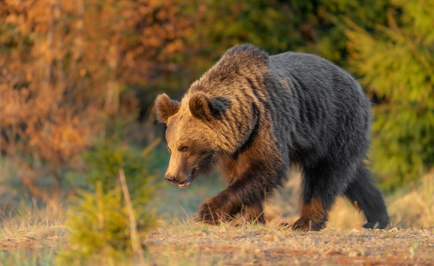 Niedźwiedź widziany w pobliżu domów. Mieszkańcy Limanowej muszą uważać 