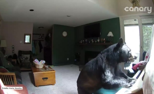 Niedźwiedź włamał się do domu i... 