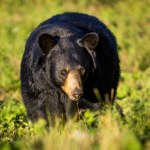 Niedźwiedź włamał się do zoo. Pracownik mówi, że sceny były zdumiewające