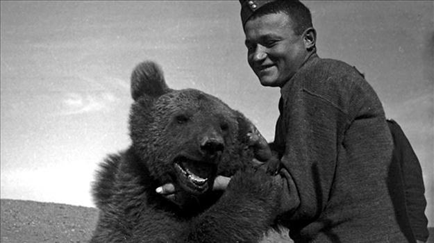 Niedźwiedź Wojtek będzie bohaterem hollywoodzkiej superprodukcji? /materiały prasowe