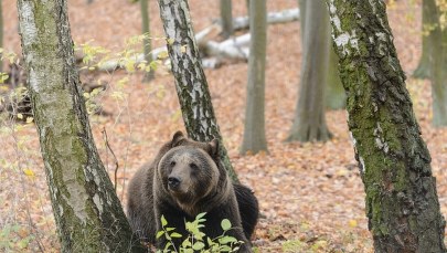 Niedźwiedź wpadł w sidła. Leśnicy próbują go uwolnić