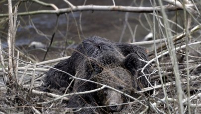​Niedźwiedź wpadł w sidła. Uwolniono go po 11 godzinach