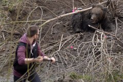 ​Niedźwiedź wpadł w sidła. Uwolniono go po 11 godzinach