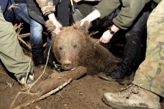 ​Niedźwiedź wpadł w sidła. Uwolniono go po 11 godzinach