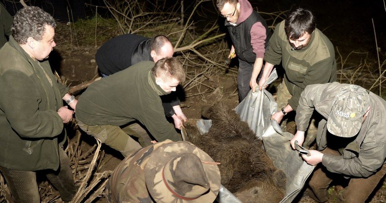 ​Niedźwiedź wpadł w sidła. Uwolniono go po 11 godzinach
