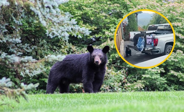 Niedźwiedź wskoczył do bagażnika i zabrał zakupy. Turyści byli w szoku