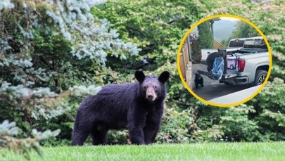 Niedźwiedź wskoczył do bagażnika i zabrał zakupy. Turyści byli w szoku