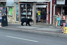 Niedźwiedź wszedł do restauracji. Tłumy ruszyły za nim!