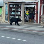 Niedźwiedź wszedł do restauracji. Tłumy ruszyły za nim!