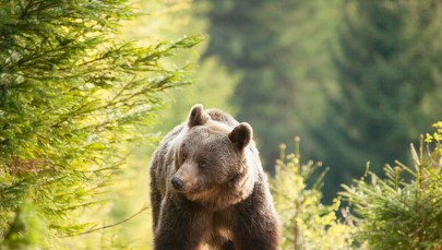 Niedźwiedź wszedł na cmentarz w Wołkowyi