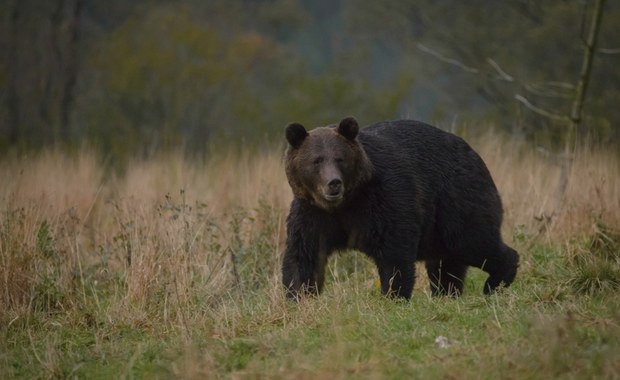 ​Niedźwiedź zaatakował człowieka w Bieszczadach
