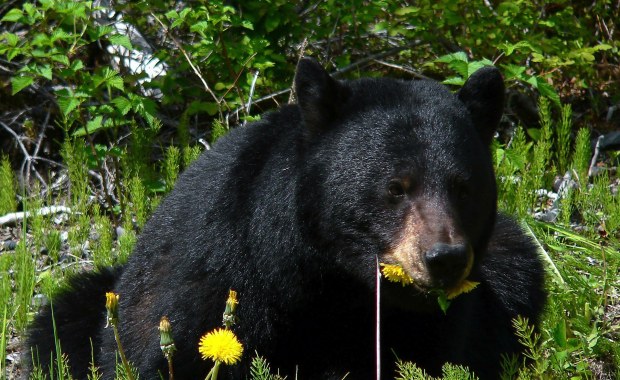 Niedźwiedź zaatakował kobietę w wychodku. Zranił ją w pupę