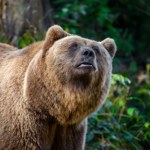 Niedźwiedź zaatakował mężczyznę na Podkarpaciu. Ugryzł i powalił