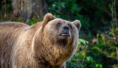 Niedźwiedź zaatakował mężczyznę na Podkarpaciu. Ugryzł i powalił
