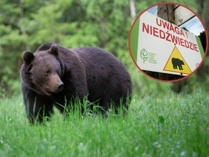 Niedźwiedź zaatakował mężczyznę w Bieszczadach. Na jaw wyszły nowe fakty
