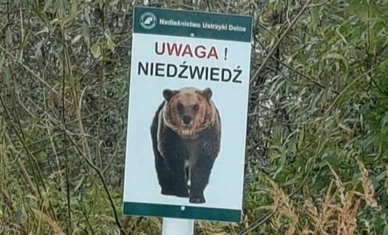 Niedźwiedź zaatakował mężczyznę w Bieszczadach. Stan rannego jest stabilny