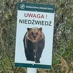 Niedźwiedź zaatakował mężczyznę w Bieszczadach. Stan rannego jest stabilny