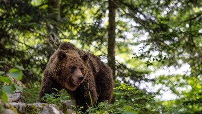 Niedźwiedź zaatakował. "Najlepiej poruszać się w grupach"
