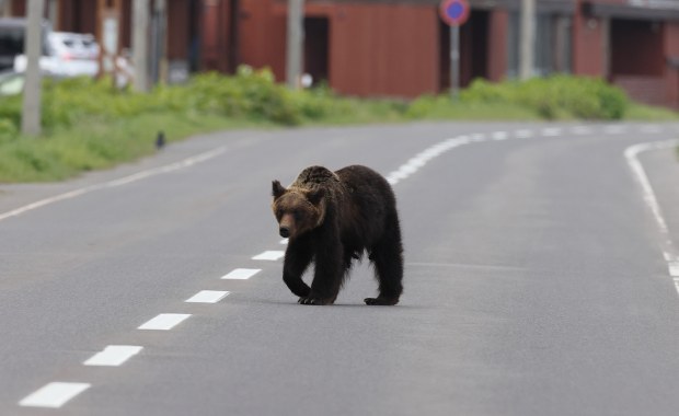 ​Niedźwiedź zaatakował ochroniarza w toalecie. Niepokojące dane spływają z całego kraju  