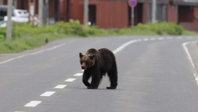 ​Niedźwiedź zaatakował ochroniarza w toalecie. Niepokojące dane spływają z całego kraju  