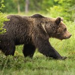 Niedźwiedź zaatakował ratownika na Słowacji