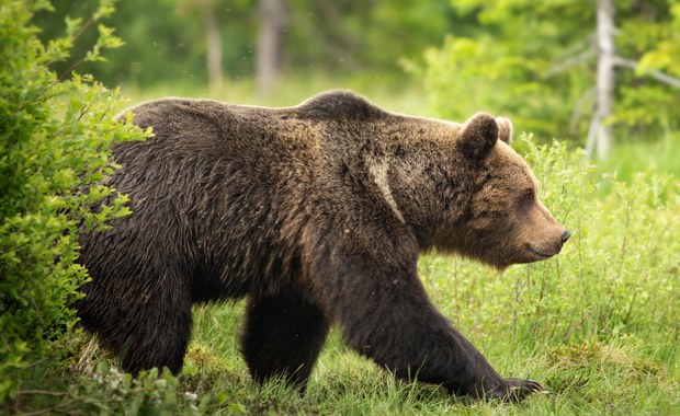 Niedźwiedź zaatakował ratownika na Słowacji