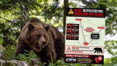 Niedźwiedź zaatakował rolników na Podkarpaciu. Pilny apel do mieszkańców