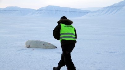 Niedźwiedź zaatakował turystów. Przyjechali podziwiać zaćmienie Słońca