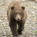 Niedźwiedź zaatakował wycieczkę szkolną, dwie osoby są w stanie krytycznym
