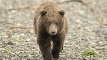 Niedźwiedź zaatakował wycieczkę szkolną, dwie osoby są w stanie krytycznym